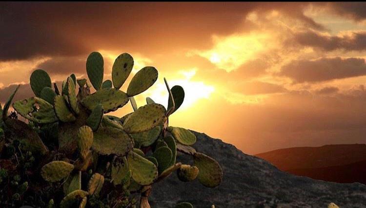 Prickly Pear House Otel Plaka  Dış mekan fotoğraf